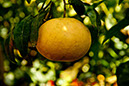 92_Zitronengarten_ (1)